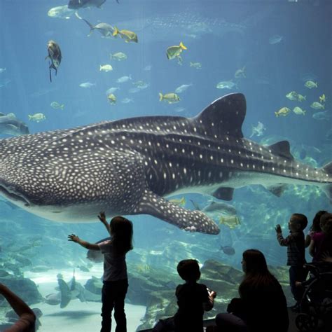 Georgia Aquarium Whale Shark - Georgia Aquarium Tickets, Photos, Hotels Near [Atlanta] ️