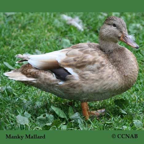 Manky Mallard | Birds of Cuba | Cuban Birds