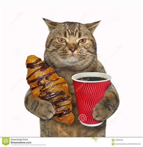 CAT CROISSANT CAT CROISSANT : wtfstockphotos