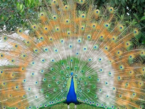 Top 100+ Most Beautiful and Colorful Pictures Of Peacock HD Images Free Download