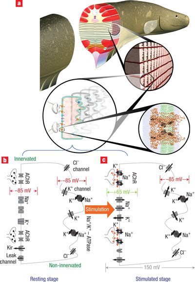 Anatomy of the electric eel and structure of the natural electrocyte.a,... | Download Scientific ...