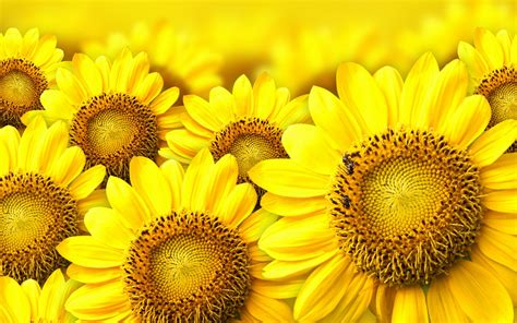 Yellow Flowers - Wallpaper, High Definition, High Quality, Widescreen