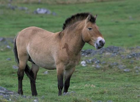 Przewalski's Horse