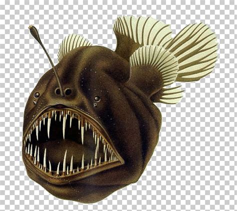 anglerfish clipart 10 free Cliparts | Download images on Clipground 2024