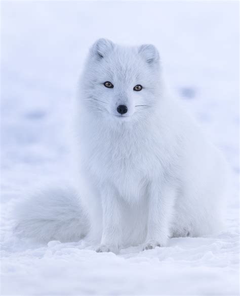 Arctic fox - Wikipedia