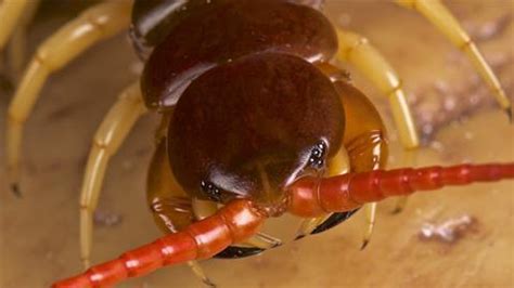 Deadly component of centipede venom identified | Research | Chemistry World