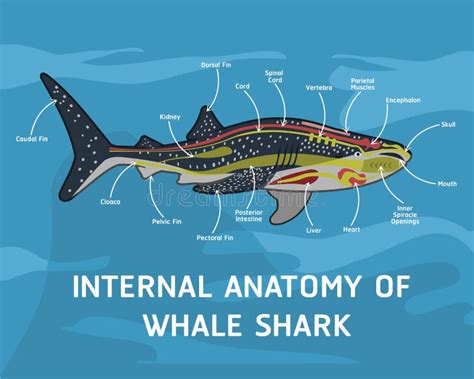 Whale Shark Anatomy Diagram