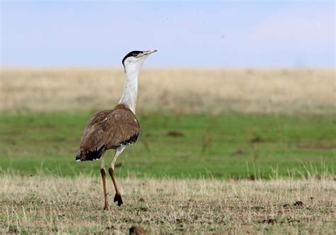 Great Indian bustard | Natural History, Conservation Status, & Facts | Britannica