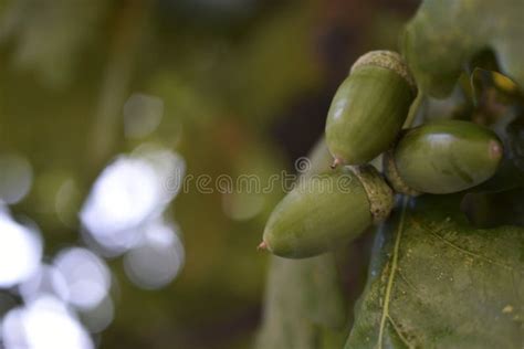 Green Nuts Acorns of Oak on a Tree. Beautiful Oak Seeds Stock Image - Image of bright, sunlight ...