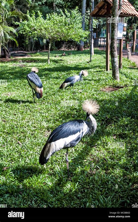 African Crowned Crane Stock Photo - Alamy