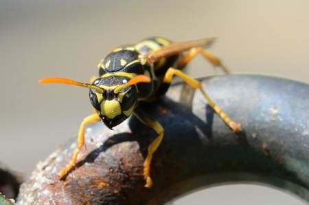 Wasp Sting Allergy Symptoms - Allergy Symptoms