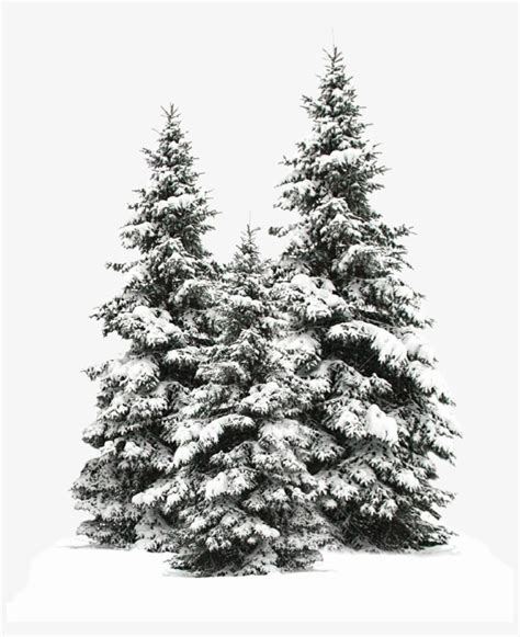 Tree Trees Christmas Christmastree Snow Winter Wintertr - Snowy Pine Trees Drawing - Free ...