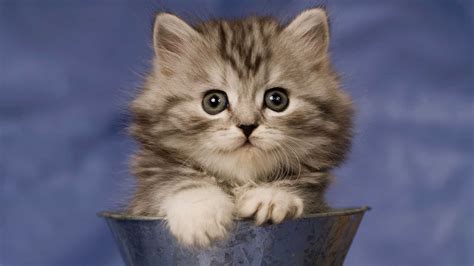 🔥 [50+] Windows 7 Wallpapers Cats | WallpaperSafari