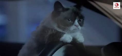 The 5 Best Moments From the Grumpy Cat Movie Trailer - Catster