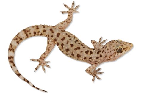 Transparent Lizard