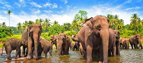 The Sri Lankan Elephant | Critter Science