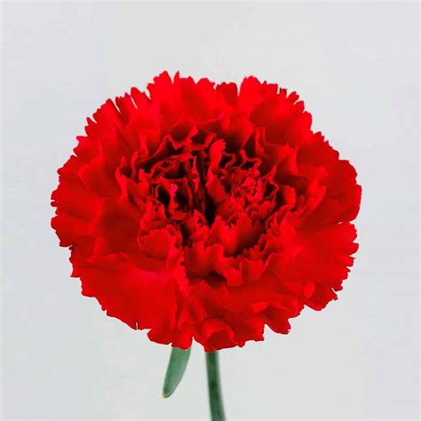 CARNATION RED - Wholesale Bulk Flowers - Cascade Floral