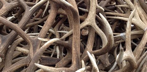 Elk Antlers Raise Big Buck$ for Refuge, Boy Scouts | Rocky Mountain Elk Foundation