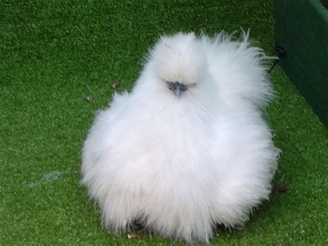 Miniature Chickens the Bantam Breeds