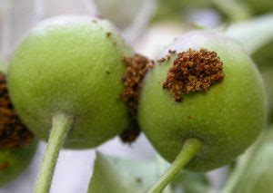 The Codling Moth Control: The Worm in the Apple - Online Pest Control