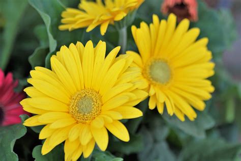 Yellow Gerbera Daisies Free Stock Photo - Public Domain Pictures