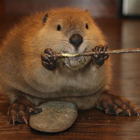 rescued baby beaver builds toy home - Celebrity Pet Worth