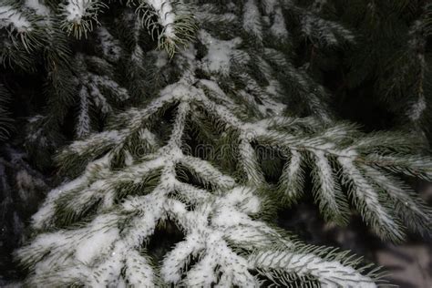 Snow on pine trees stock photo. Image of cone, cold - 108421446