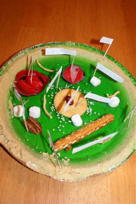 5 edible plant cell project ideas : Biological Science Picture Directory – Pulpbits.net