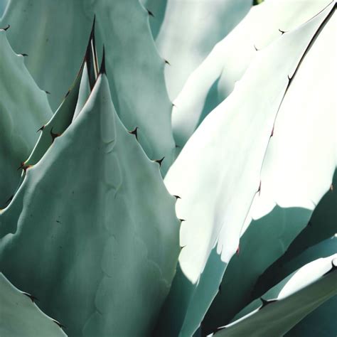 How to Care for Agave Plants The 14 Step Guide - Life in Dirt