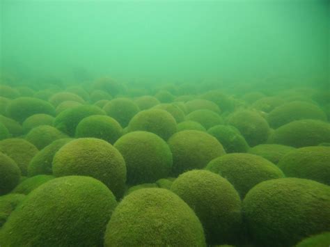 Hokkaido's Beloved Marimo Algae Facing Existential Threat from Global Warming | JAPAN Forward