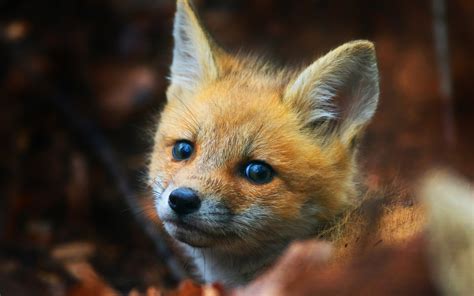 Cute Fox Cub, HD Animals, 4k Wallpapers, Images, Backgrounds, Photos and Pictures