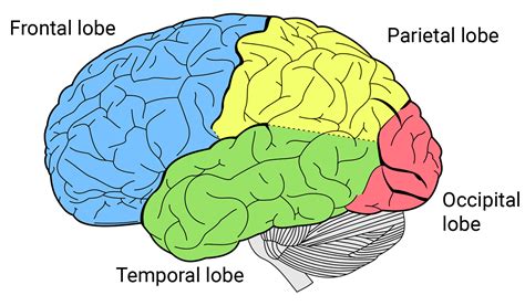 Lobes of the brain - Queensland Brain Institute - The University of ...