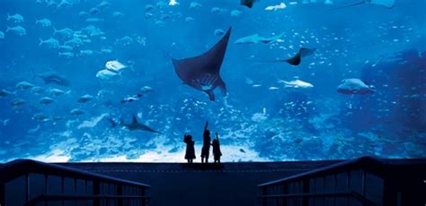 S.E.A. Aquarium™ | Tickikids Singapore