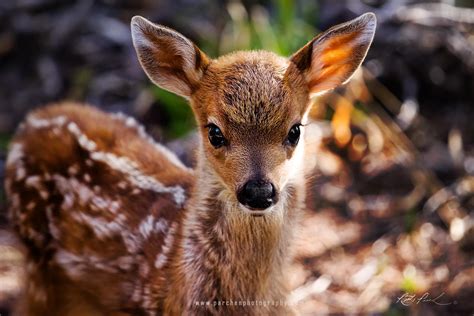 28 Of The Cutest Baby Animals