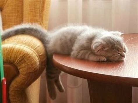 20 Irresistably Cute Photos of Cats Sleeping