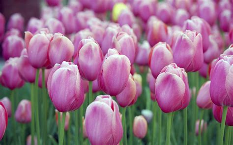 Hintergrundbilder : pinke Blumen, Natur, Tulpen, Blume, Tulpe, Blütenblatt, Landanlage, blühende ...