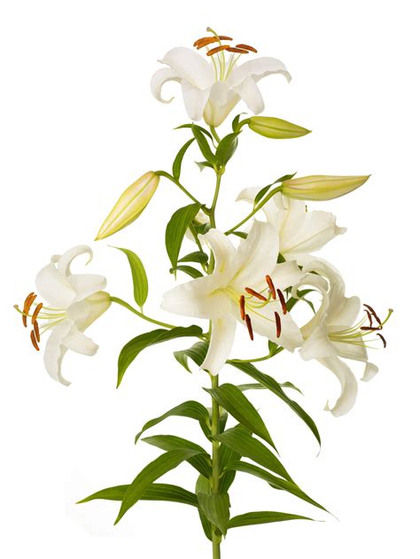 Easter Lily - Bloomscape