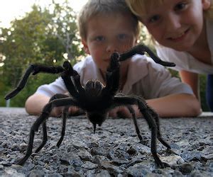 How to Make a Pet Tarantula Habitat You Can Be Proud Of