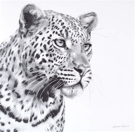 Leopard Portrait Drawing