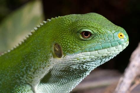 Rare Resources: FIJI CRESTED IGUANA