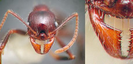 Morphological and Functional Diversity of Ant Mandibles - AntWiki