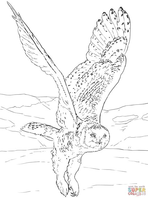 Snowy Owl coloring page | Free Printable Coloring Pages