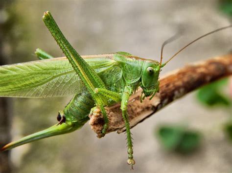 Close Up Photogrpahy Green Insect Picture. Image: 82964494