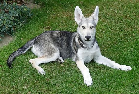 Saarloos Wolfdog - Complete Guide - Animal Corner