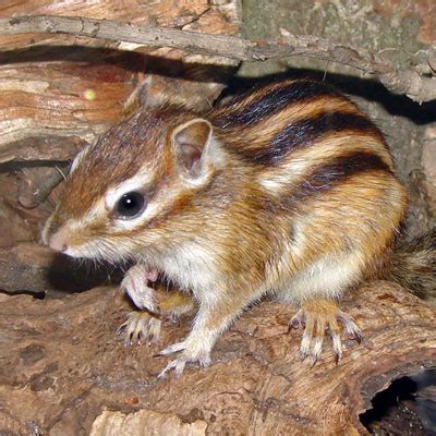 Siberian Chipmunk: Agile Rodent with Unique Burrowing Habits