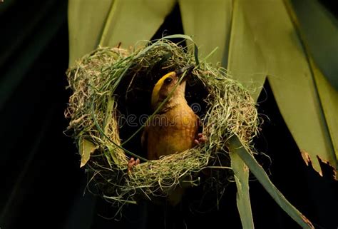 Weaver Bird Making Nest for Chicks Stock Image - Image of duck, flightn: 177934955