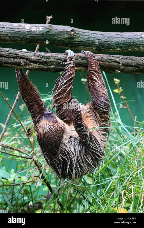 Sloth hanging on branch hi-res stock photography and images - Alamy