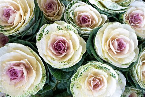 About Ornamental Cabbage: Growing Flowering Cabbage In The Landscape