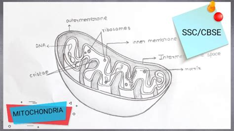 DRAW MITOCHONDRIA EASILY IN 5 STEPS FOR YOUR EXAMS || SKETCH WITH ADITYA || - YouTube