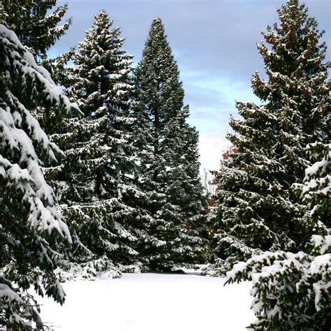 Snow Covered Spruce Trees iPad Wallpaper